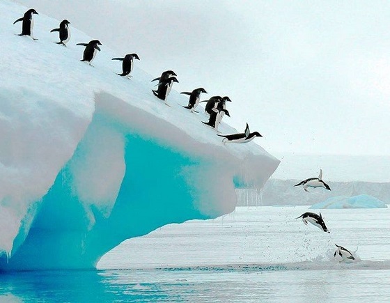 Antarcticland, a Nation Amidst the Ice and the Penguins - Antarcticland (http://www.Antarcticland.org)